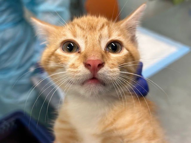 A079820 - Domestic Short Hair available for adoption