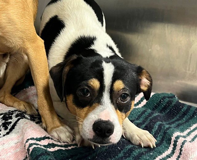 ELMER - Chihuahua available for adoption