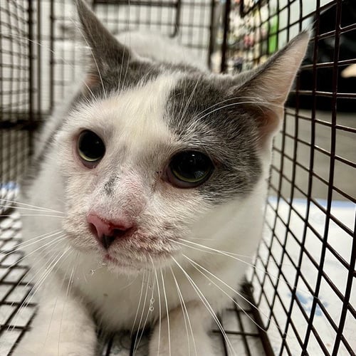 ITALIA - Domestic Short Hair available for adoption