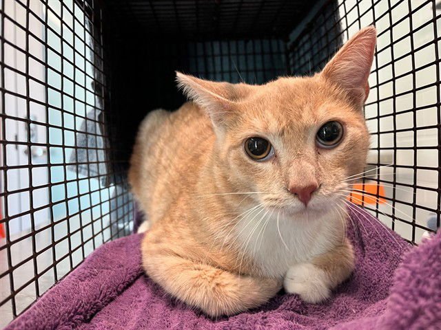 CRYBABY - Domestic Short Hair available for adoption