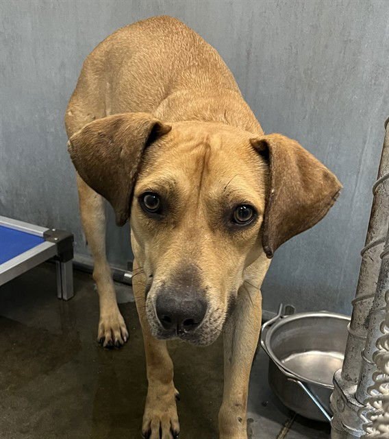 POPEYE - Black Mouth Cur available for adoption