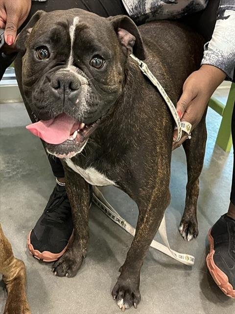 HAZEL - Boxer / English Bulldog available for adoption