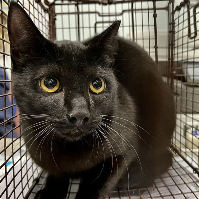 GREGORY - Domestic Short Hair available for adoption