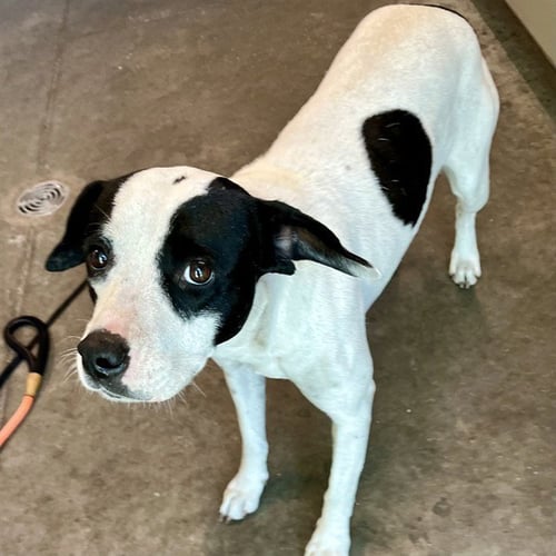 DOT - American Pit Bull Terrier available for adoption