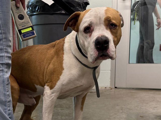 LOKI - Boxer / Pit Bull Terrier available for adoption