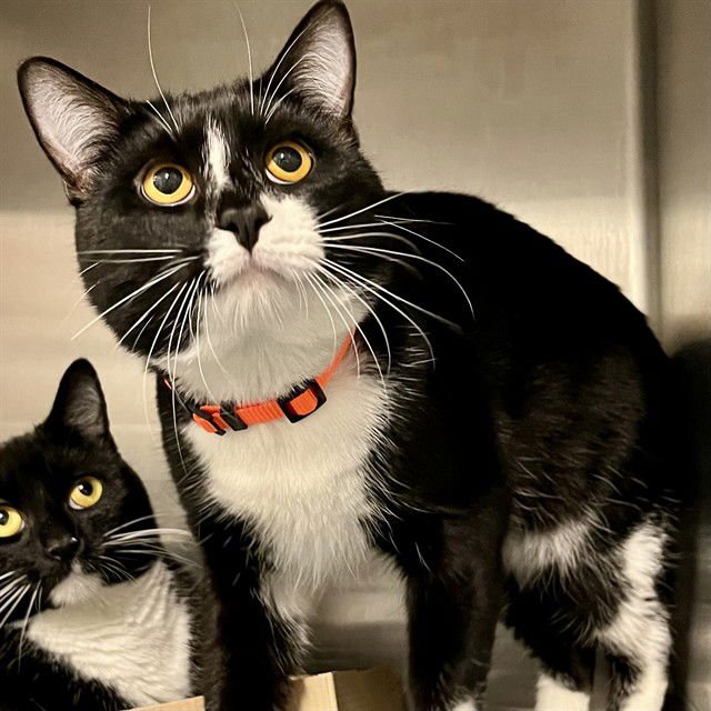 OLLIE - Domestic Medium Hair available for adoption