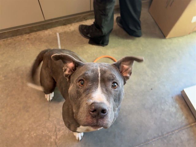 DARCY - American Pit Bull Terrier available for adoption