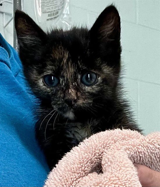 COOKIE - Domestic Short Hair available for adoption