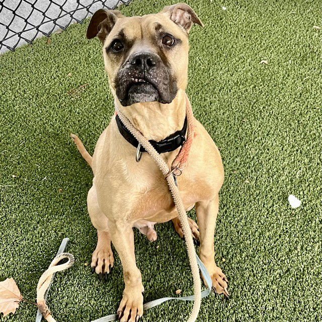 HANDSOME - Black Mouth Cur available for adoption