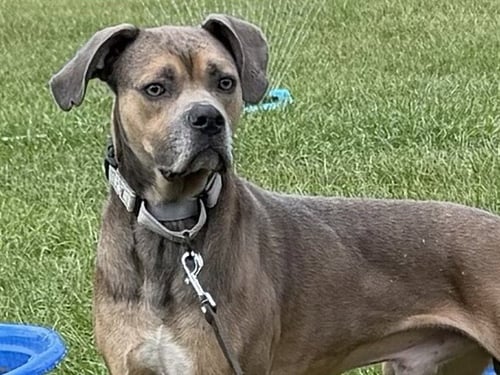 BUGSY - Black Mouth Cur available for adoption