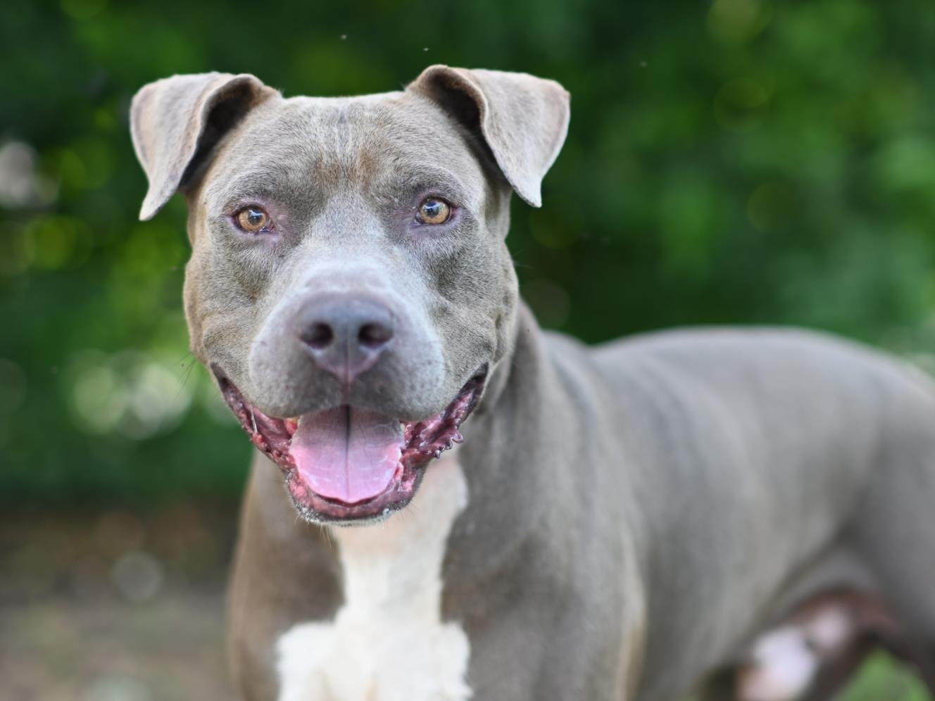 WHISKEY - Pit Bull Terrier available for adoption