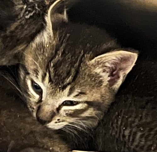 DUFFEL BAG - Domestic Short Hair available for adoption