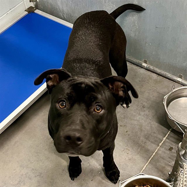 GUY - Labrador Retriever available for adoption