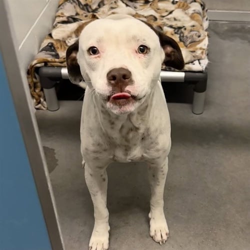 GILBERT - American Staffordshire Terrier available for adoption