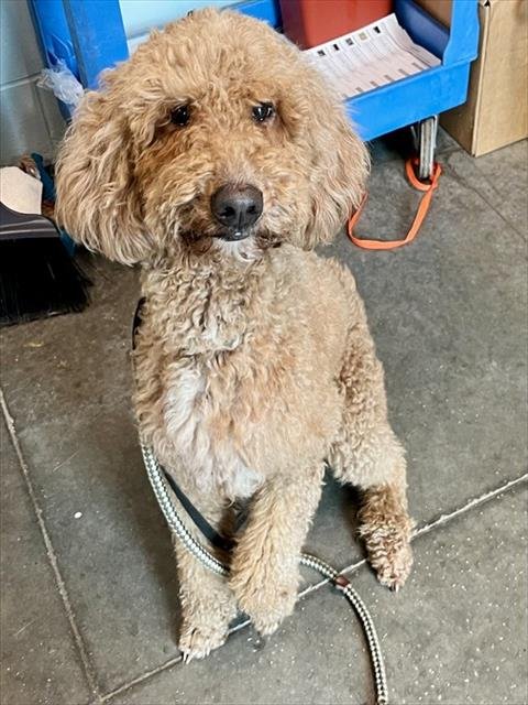 TULIP - Poodle (Standard) available for adoption