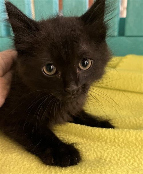 BO - Domestic Short Hair available for adoption