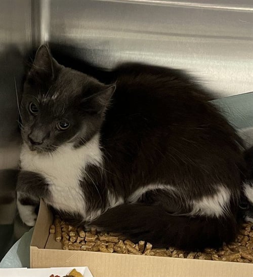 MILAN - Domestic Medium Hair available for adoption