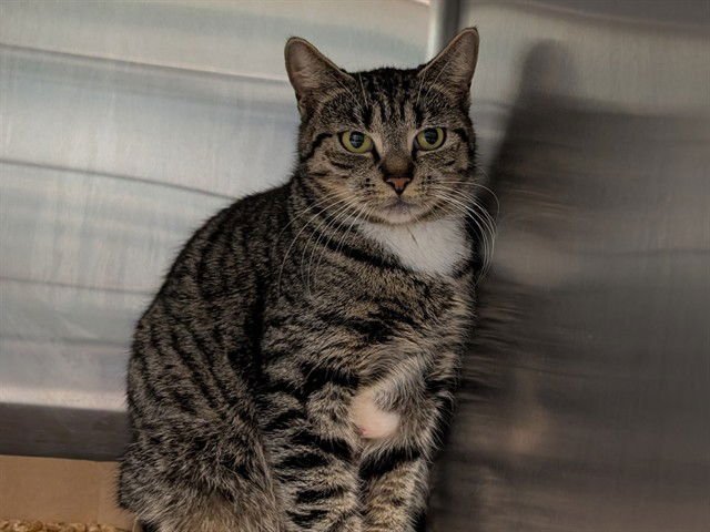 PRIMROSE - Domestic Short Hair available for adoption