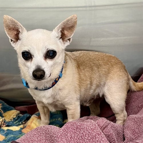 DOVER - Chihuahua available for adoption