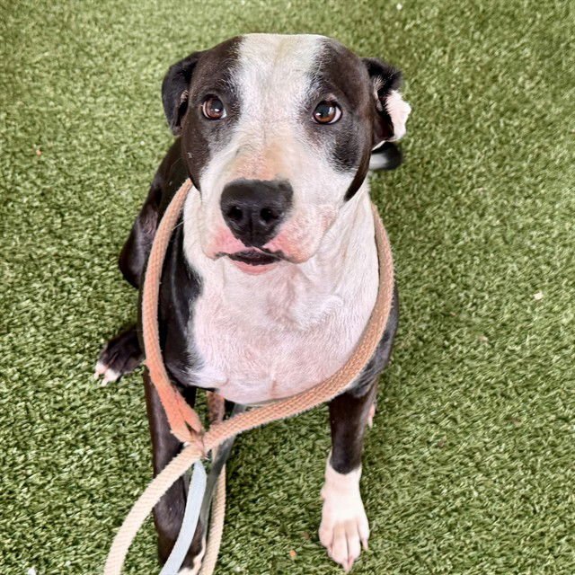 SUSHI - American Bulldog available for adoption