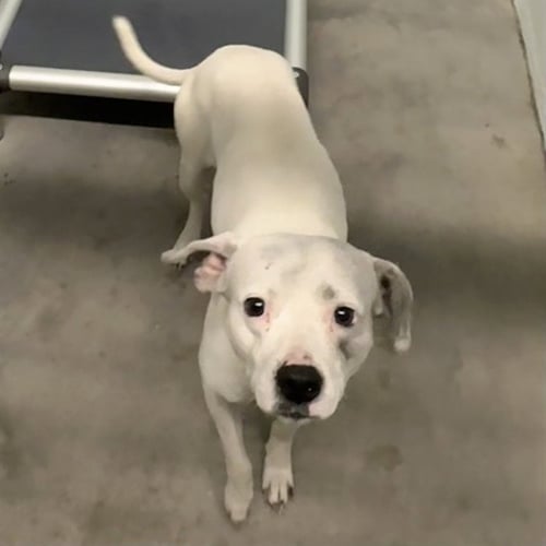 GHOST - American Staffordshire Terrier available for adoption