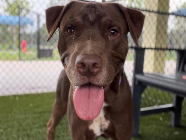 WEASEL - Labrador Retriever available for adoption