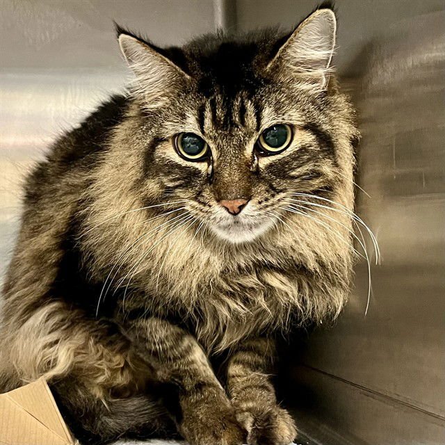 FLUFF - Maine Coon available for adoption