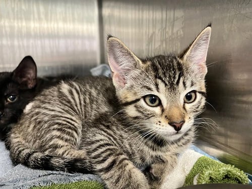 DOVE - Domestic Short Hair available for adoption