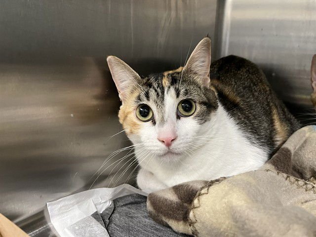 JEWELS - Domestic Short Hair available for adoption