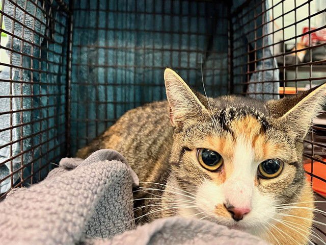 DOT - Domestic Short Hair available for adoption