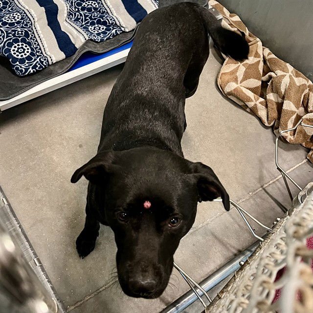 FLYNN - Labrador Retriever available for adoption