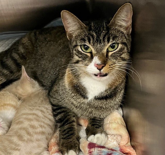 A078689 - Domestic Short Hair available for adoption