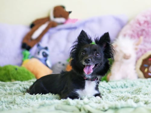 BIRDIE - Chihuahua available for adoption