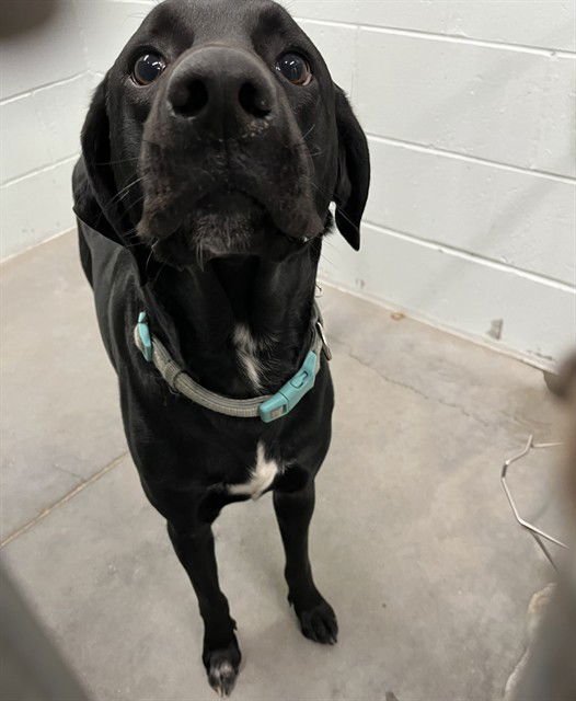 COLT - Labrador Retriever available for adoption