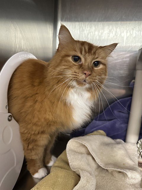 CASHEW - Domestic Long Hair available for adoption