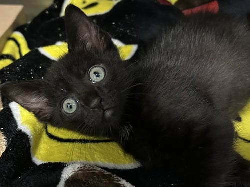 BARTEMUS - Domestic Short Hair available for adoption