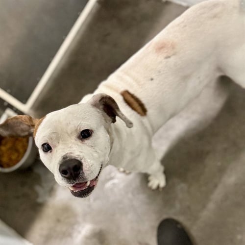 HEMI - American Staffordshire Terrier available for adoption