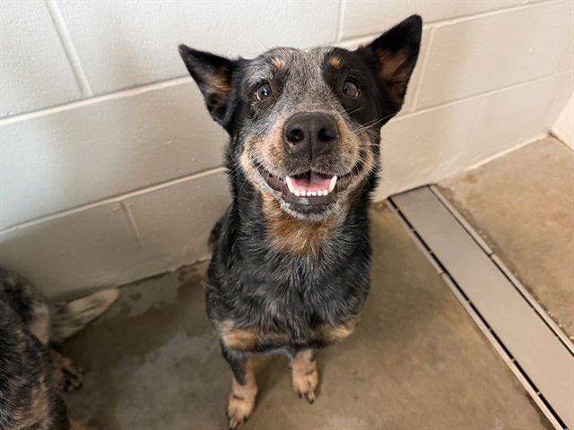 SKYE - Australian Cattle Dog/Blue Heeler available for adoption