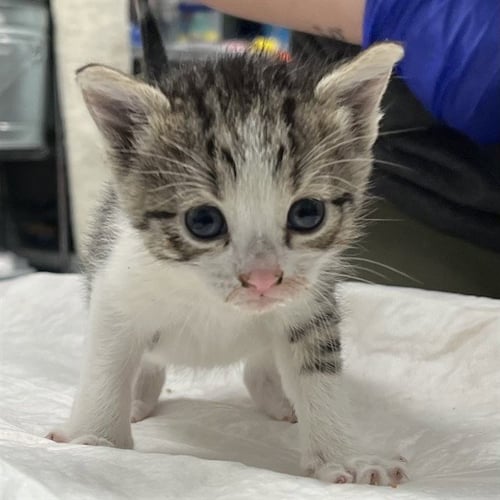 HARMONY OF THE SEAS - Domestic Short Hair available for adoption