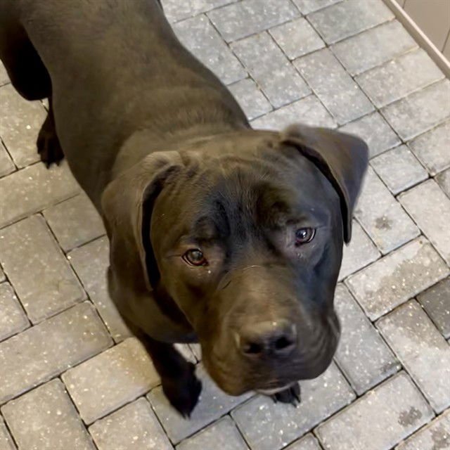 BOJACK - American Bulldog available for adoption