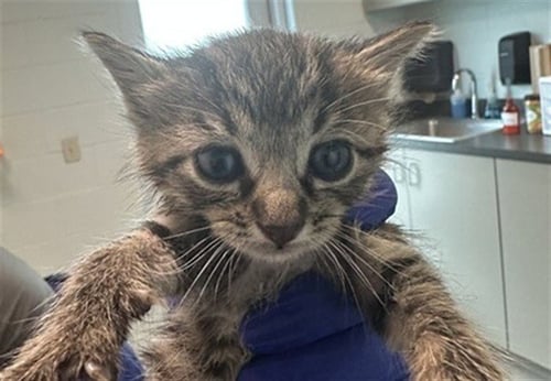 ROMEO - Domestic Short Hair available for adoption