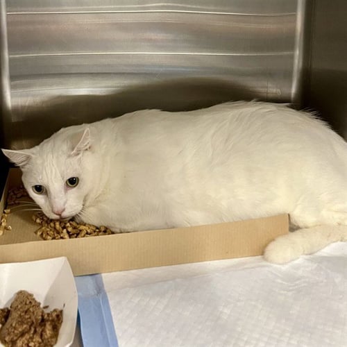 FROSTY - Domestic Short Hair available for adoption