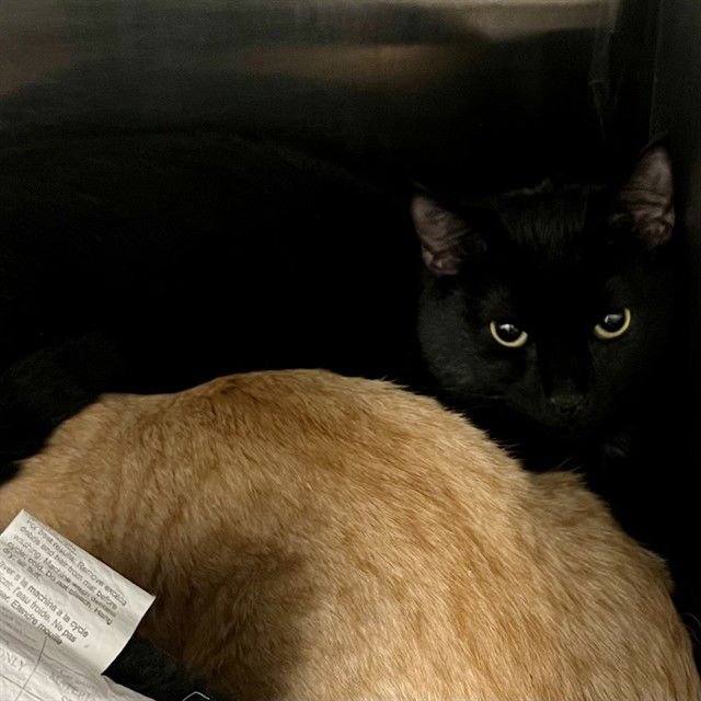 BINX - Domestic Short Hair available for adoption