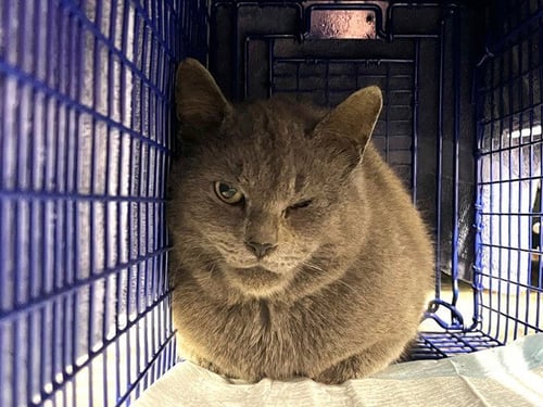 RAIN - Russian Blue available for adoption