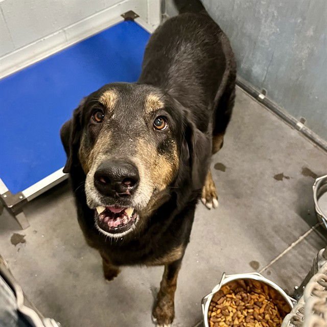 COURAGE - Bernese Mountain Dog available for adoption