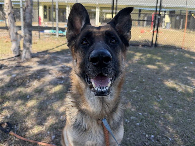 MAX - German Shepherd Dog available for adoption