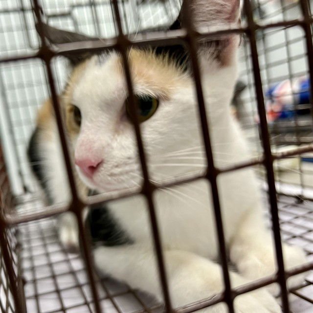 DAPHNE - Domestic Short Hair available for adoption