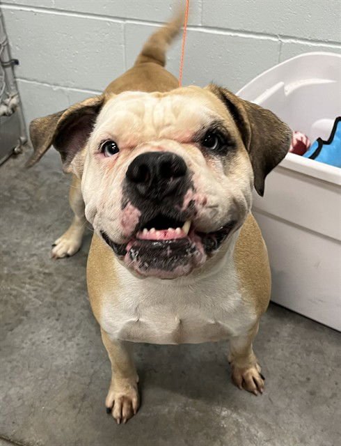 MOLLY - English Bulldog available for adoption