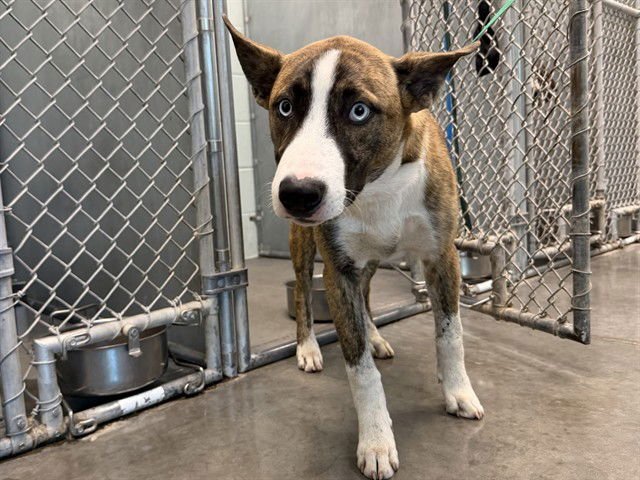 CYBORG - Catahoula Leopard Dog / Husky available for adoption