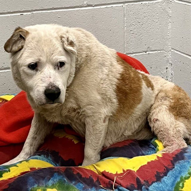 FRANNIE - Jindo (Korean) available for adoption